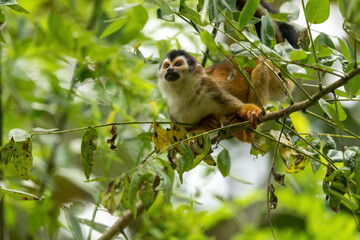 monkey in a tree