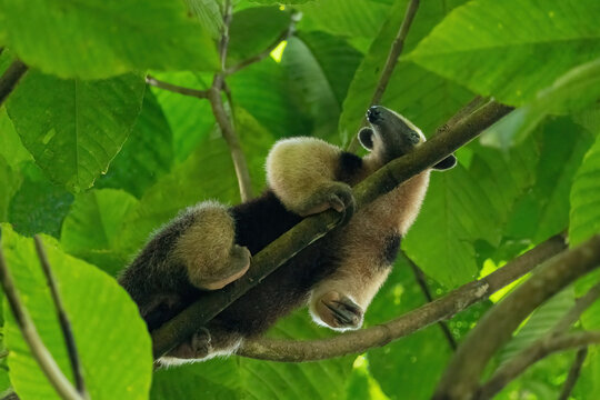 Ant Eater In Tree