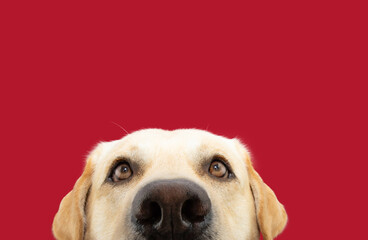 Portrait funny close-up labrador retriever dog. Isolated on red background