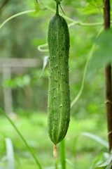closeup the green ripe cucumber hanging with leaves and vine in the farm soft focus natural green brown background.