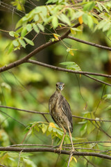 bird on a branch