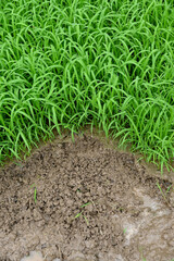 closeup the bunch green ripe paddy plant soil heap and growing in the farm soft focus natural green brown background.