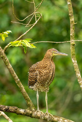 Green Heron in the wild