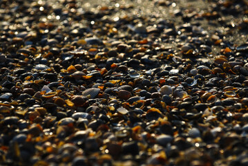 close up of seashells on the sand