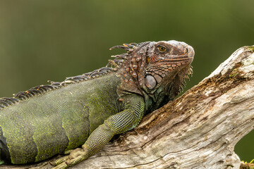 iguana on a branch