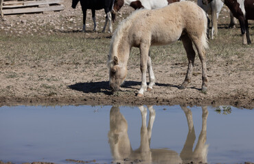 Obraz premium Wild Horse Foal in the Utah Desert
