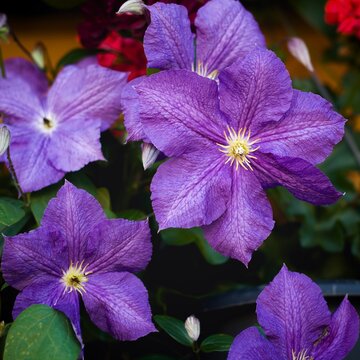 Clematis Rhapsody