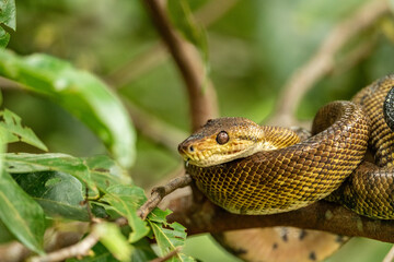 snake in a tree