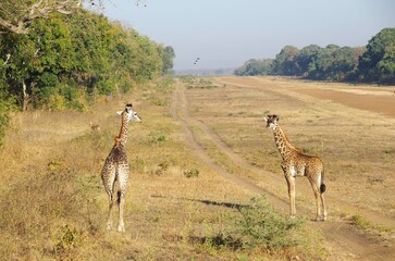 Naklejka na ściany i meble Giraffes in the Katavi park in Tanzania, Africa
