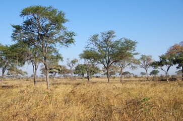 Fototapeta na wymiar Savannah in the Katavi park in Tanzania, Africa