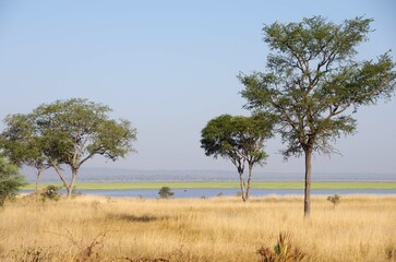 Obraz premium Savannah in the Katavi park in Tanzania, Africa