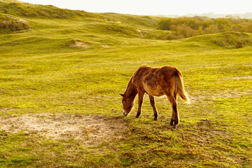 A Konik foal grazing in the North Holland dune reserve. Netherlands.