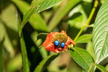 Flower in Costa Rica