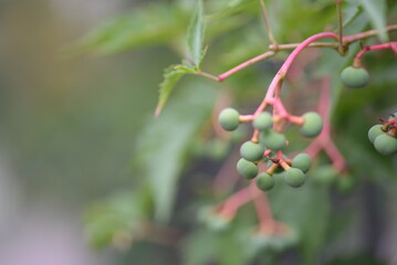 green grapes close-up, wild grapes, background, unripe grapes, wild fin grapes, background, texture, green