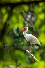 white crowned crane