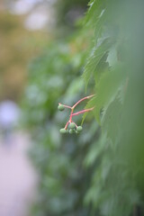 green grapes close-up, wild grapes, background, unripe grapes, wild fin grapes, background, texture, green