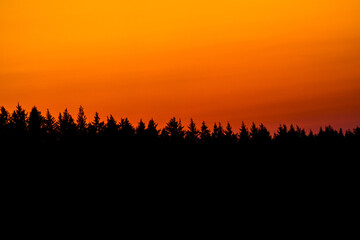 The siluettes of treetops in the colorful sunset
