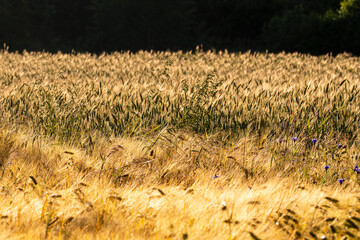 Cereal in the field before harvest on a sunny summer day. Summer. Day.