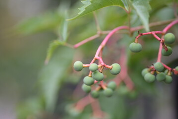 green wild grapes on a red twig, green grapes close-up, wild grapes, background, unripe grapes, wild fin grapes, background