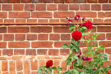Fototapeta na wymiar A red rose on a bush against the background of an orange antique brick wall