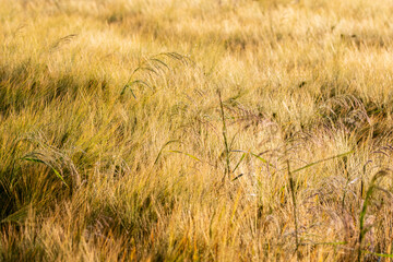 Obraz premium Cereal in the field before harvest on a sunny summer day. Summer. Day.