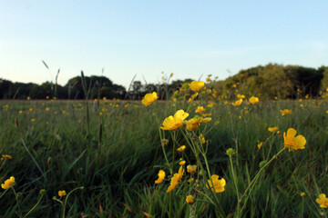 field of yellow flowers