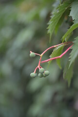 
green grapes close-up, wild grapes, background, unripe grapes, wild fin grapes, background, texture, green
