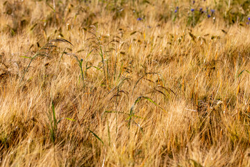 Fototapeta premium Cereal in the field before harvest on a sunny summer day. Summer. Day.