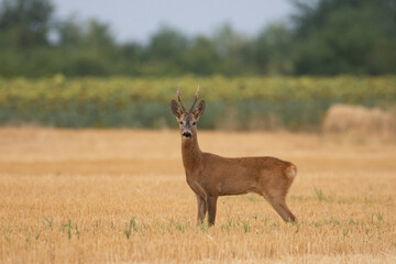 A beautiful roe deer in the field	