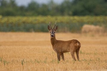 A beautiful roe deer in the field	