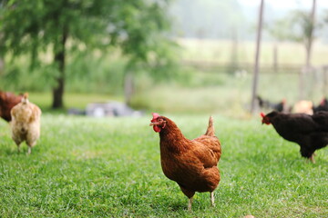 Chickens on a small farm in the country. Small scale poultry farming in Ontario, Canada.