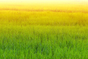 Obraz na płótnie Canvas field of wheat