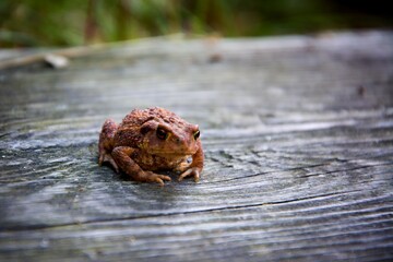frog on the wood