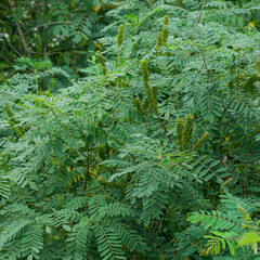 Acacia tree with green leaf