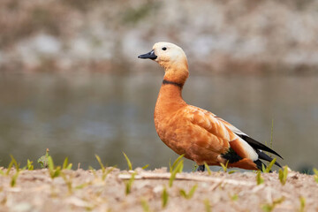 Ruddy shelduck in natural habitat (Tadorna ferruginea). Known in India as the Brahminy duck