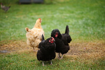 Chickens on a small farm in the country. Small scale poultry farming in Ontario, Canada.