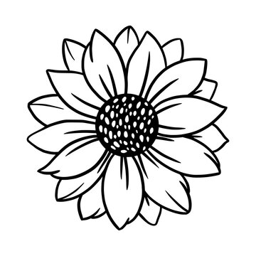 Sunflower black linear drawing. Hand drawn wild flower sketch. Vector illustration on an isolated background. Ideal for printing on paper and fabric