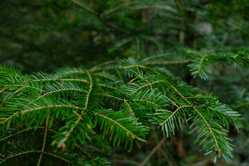 Natural green pine branches.
Creative layout made of Christmas tree branches. top view, space for text. Winter holidays mood