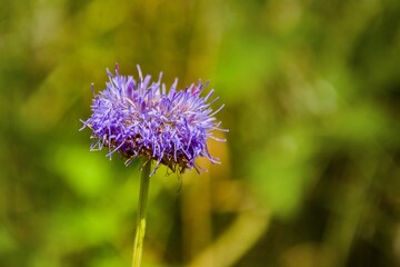 Cornflower blossom