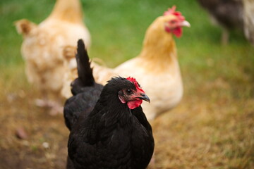 Chickens on a small farm in the country. Small scale poultry farming in Ontario, Canada.