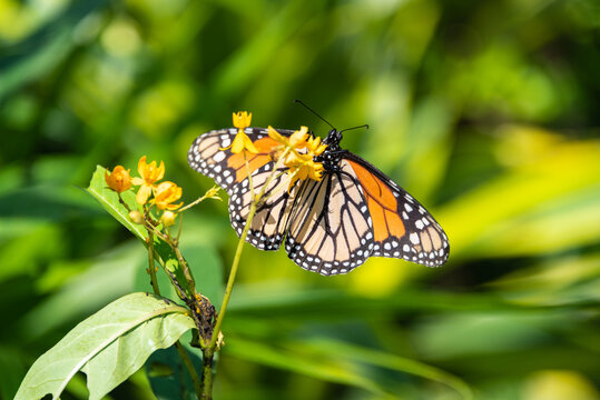 Photo of a monarch butterfly, which are now considered endangered.  Taken in Charleston, South Carolina.
