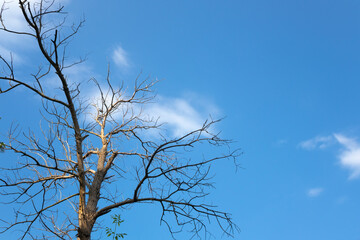 Dry tree against the blue sky. Free space for text