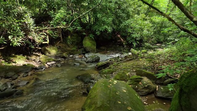 stream in the forest