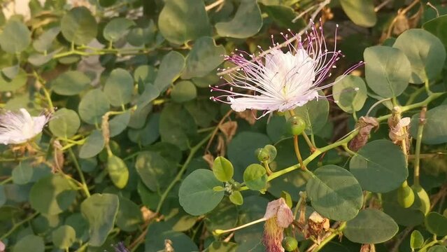 Purple and white flower of caper and its green fruits. Tipical mediterranean cuisine. High quality FullHD footage