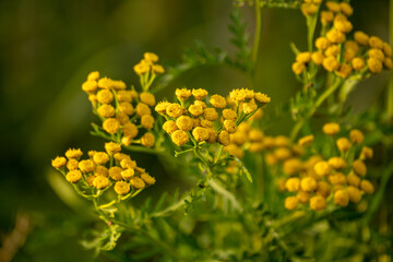 Yellow common tansy flowers or Tanacetum vulgare against a green blurred background. This plant is native to temperate Europe and Asia