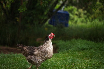 Chickens on a small farm in the country. Small scale poultry farming in Ontario, Canada.