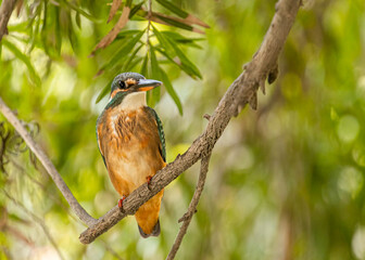 A Common Kingfisher resting on a tree