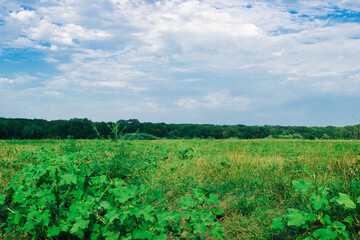 Summer meadow near the forest under the blue sky. Summer landscape.