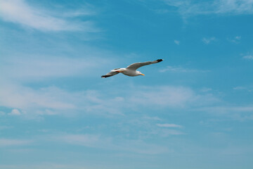 Seagull flying in the blue sky