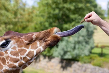 Gordijnen Hand-feeding giraffe with loose tongue in the zoo © matuty